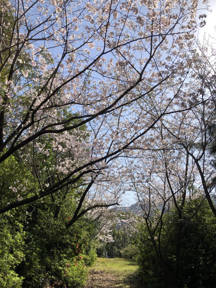桜6