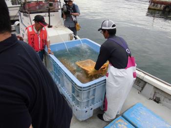 稚エビ水槽