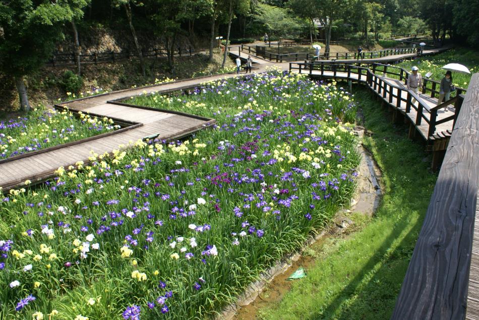 5-25菖蒲園①