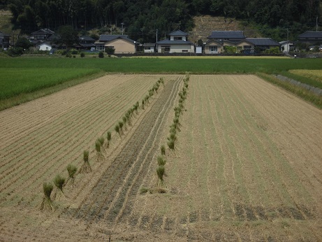 かけ干し準備