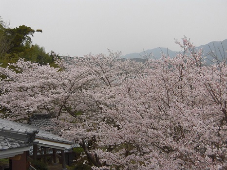 大蓮寺さくら