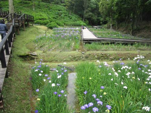 ５月28日の花菖蒲園（５分咲き）