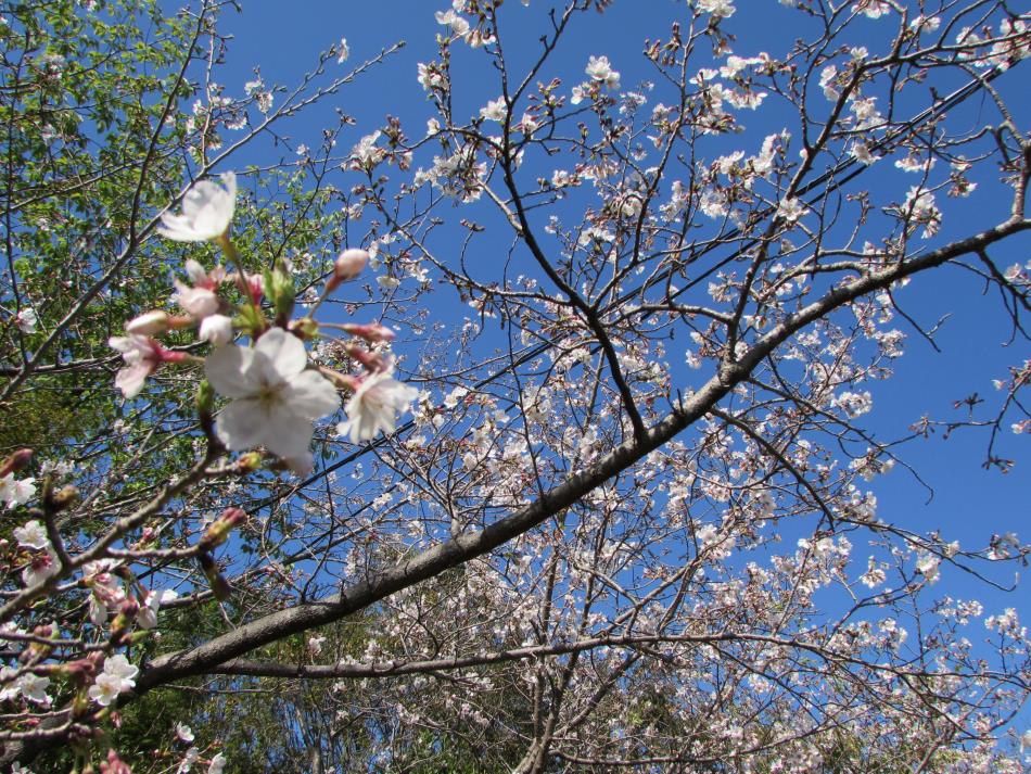 桜