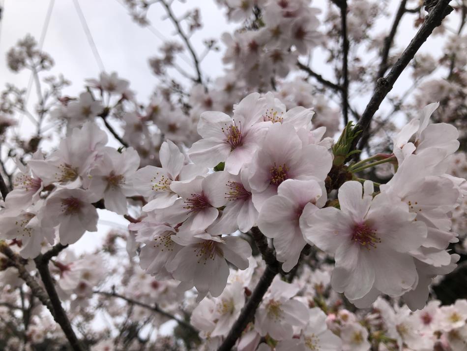 桜