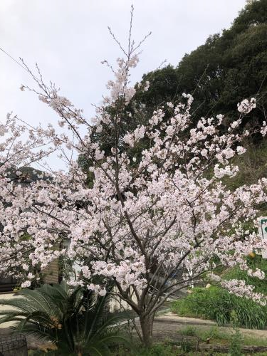 桜