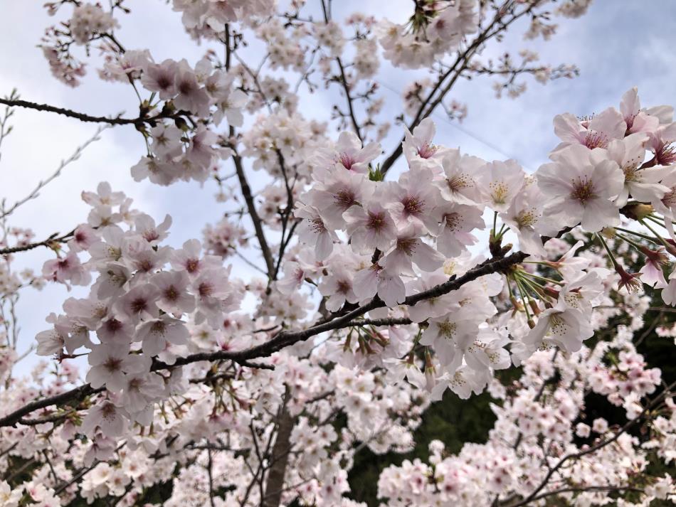 桜