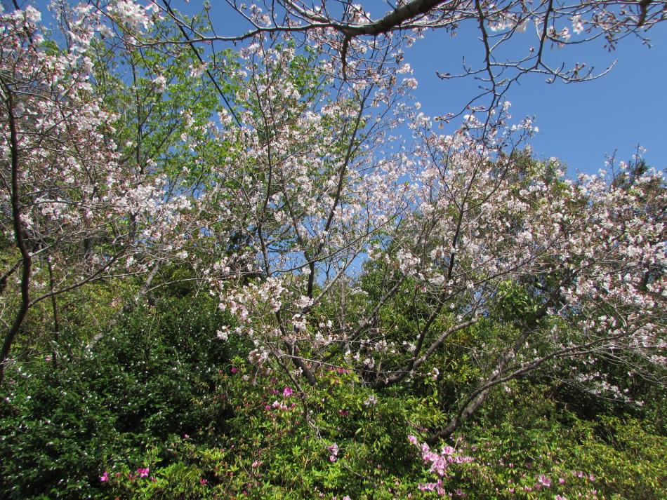 桜