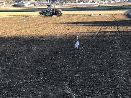 田起こしシラサギ