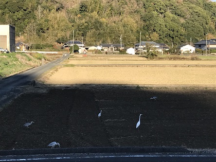 田お起こしシラサギ２