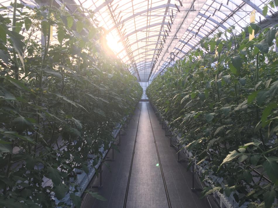 ミニトマト４０－３