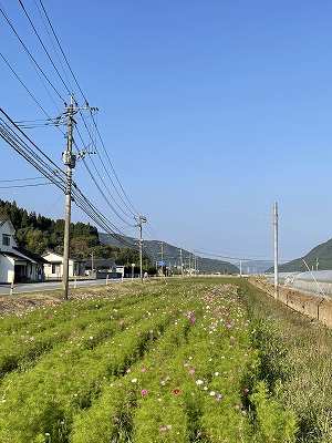 ひだまりの花畑20211104④