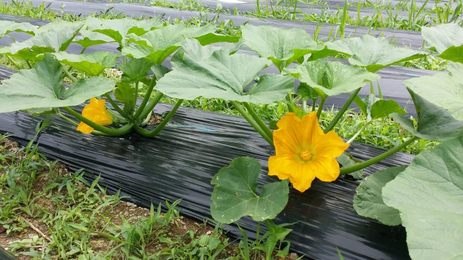 花ズッキーニとフェンネルスティッキオのネットショップ販売 お知らせ Naturalherb 香草園 ナチュラルハーブ香草園