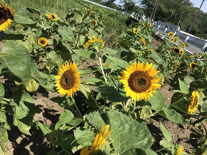 夏の花　ひまわり