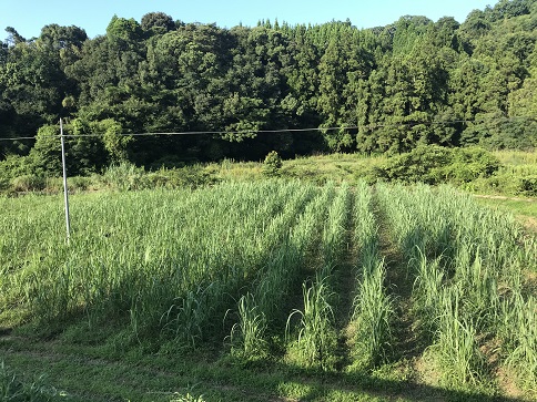 サトウキビ畑
