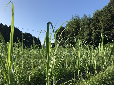 サトウキビ畑　２