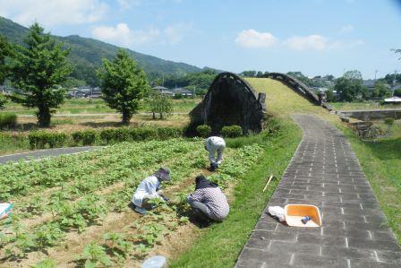 H29_眼鏡橋公園ひまわり除草01