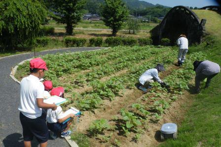 H29_眼鏡橋公園ひまわり除草02