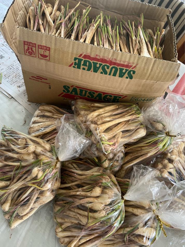 沖縄の島らっきょう