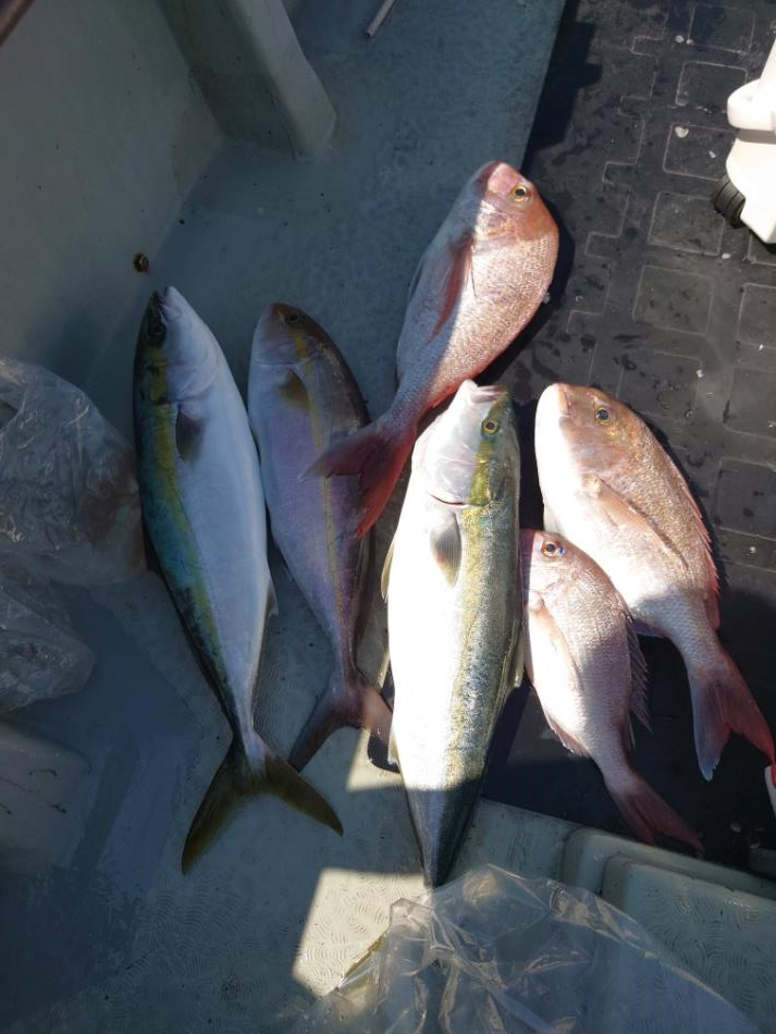 落とし込み釣り