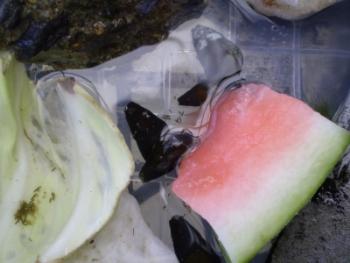 カワニナの養殖6