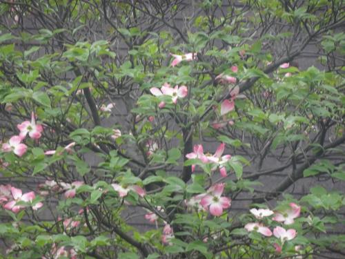 二階から見るハナミズキ