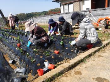 コミセン花壇（植え）