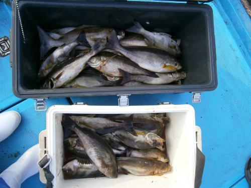 夜釣り、イサキ釣り