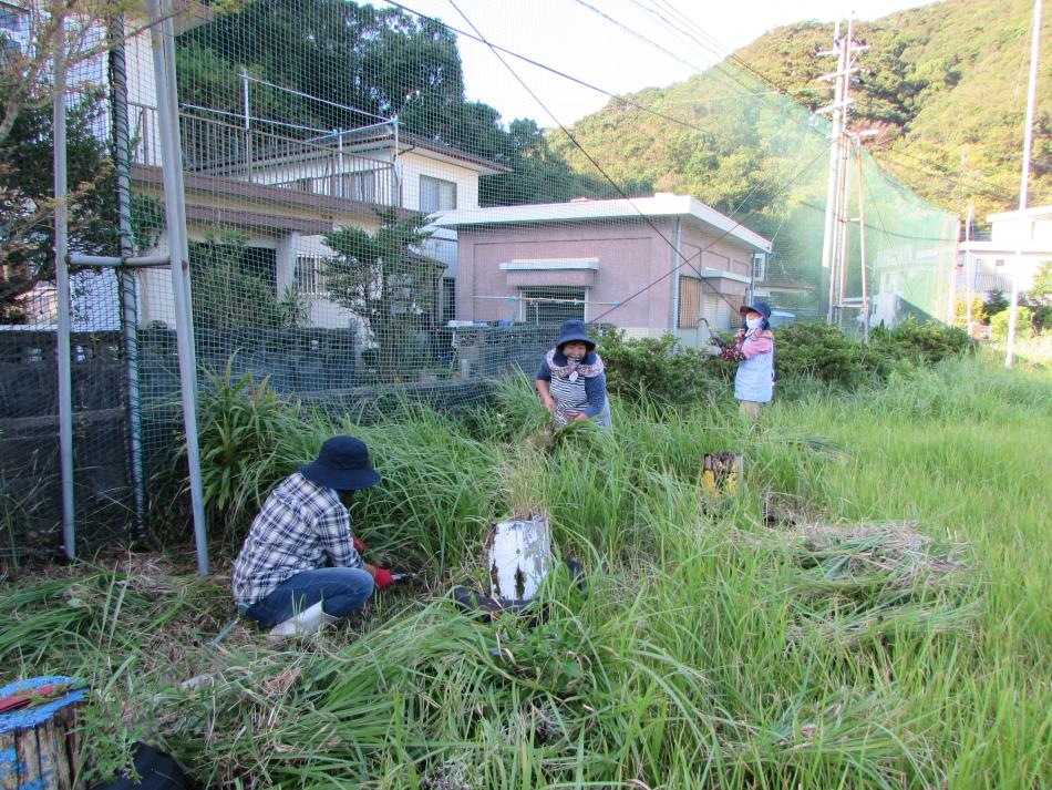 除草作業