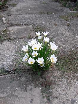 庭に咲くど根性な花