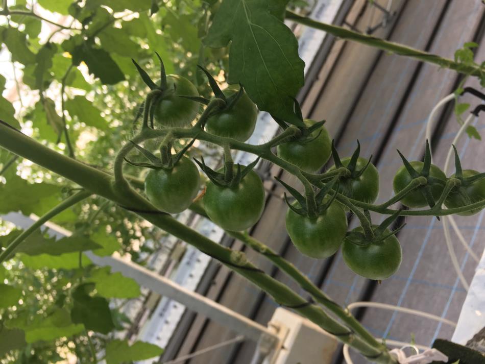 ミニトマト４０－２