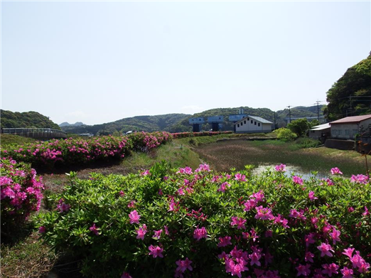 つつじ5