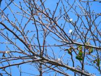 10月桜は！