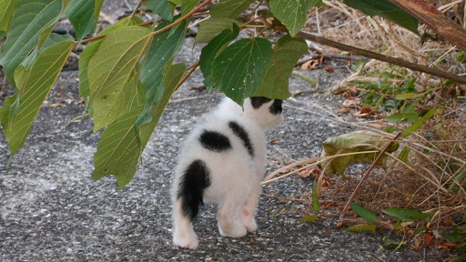 猫３
