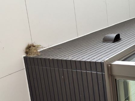 すずめの巣