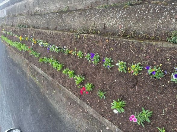 植えた翌日