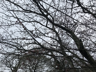 竜王の桜