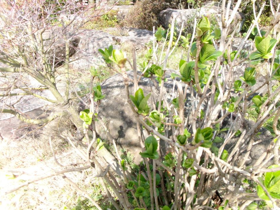a11