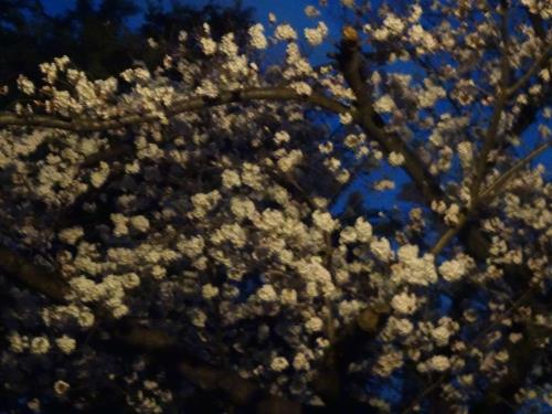 2022年・公園の夜桜