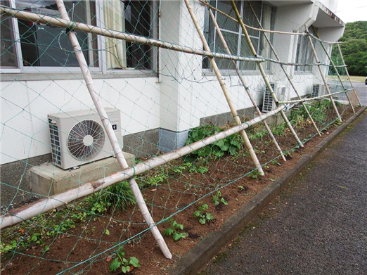 ごーや1