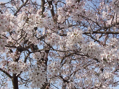 ２０１５桜