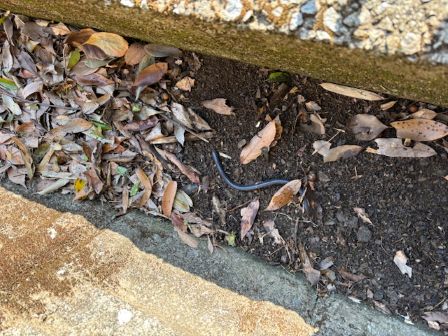 溝の落ち葉