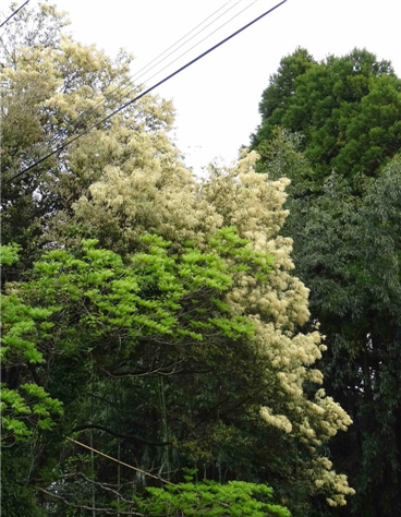 新和のシイ類の花（縮小368×475）