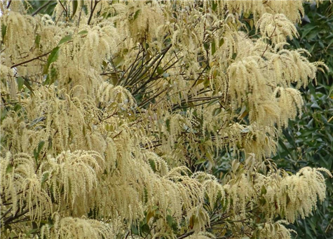 新和のシイ類の花拡大（縮小475×341）