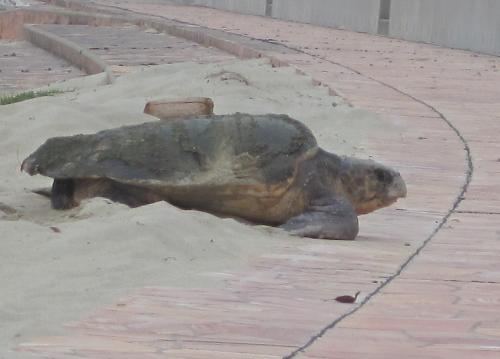 白鶴浜８月７日（アカウミガメ１０）