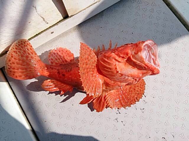 アジ泳がせ釣り