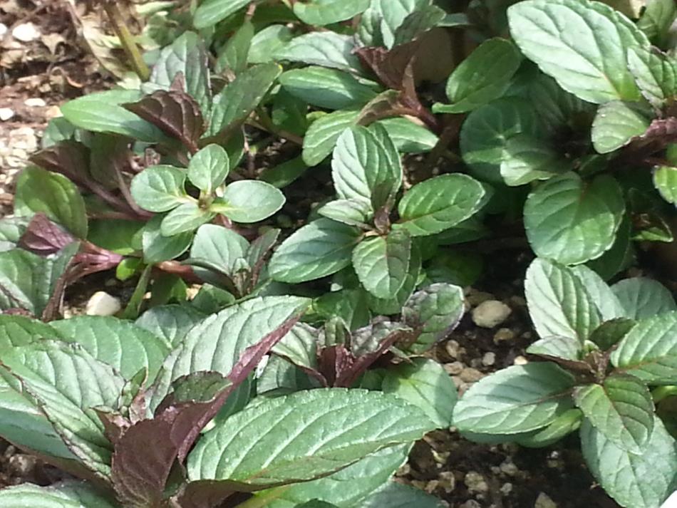 ミント 商品紹介 レシピ集 Naturalherb 香草園 ナチュラルハーブ香草園