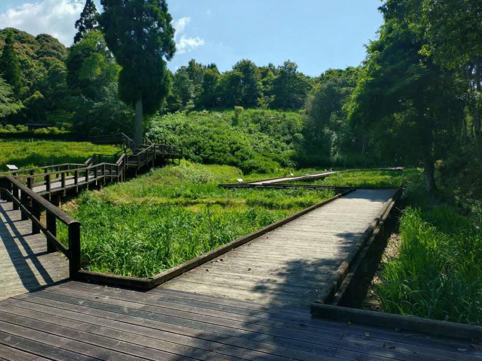 【未開花】5月14日の花菖蒲園2026