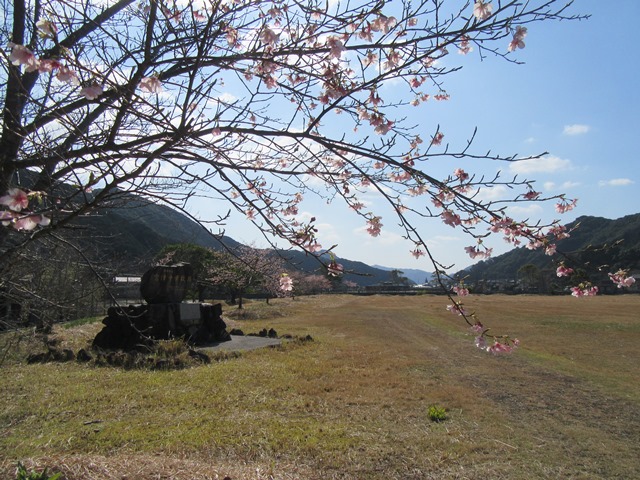河津桜
