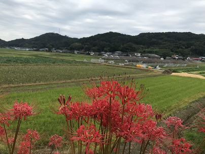⑳