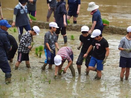 田植え